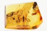 Detailed Fossil Crane Fly (Limoniidae) In Baltic Amber #381332-1